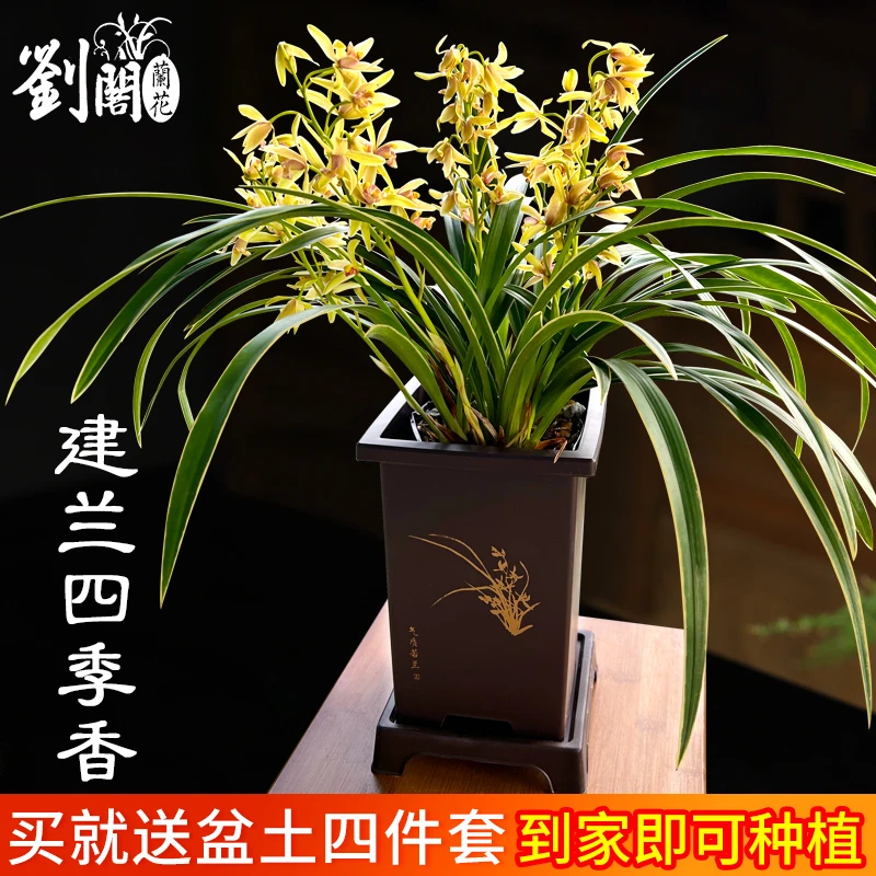 刘阁兰花苗建兰带金边艺四季香夏带花苞出售好养室内花卉盆栽绿植