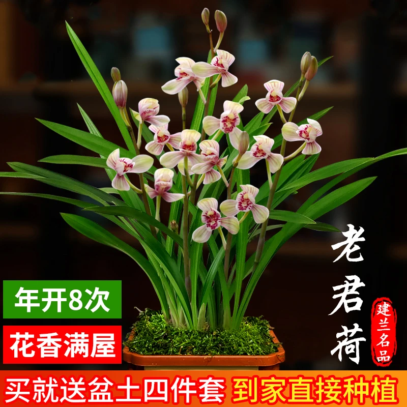 老君荷 刘阁兰花苗盆栽四季兰新手好养现带花苞荷瓣浓香花卉绿植