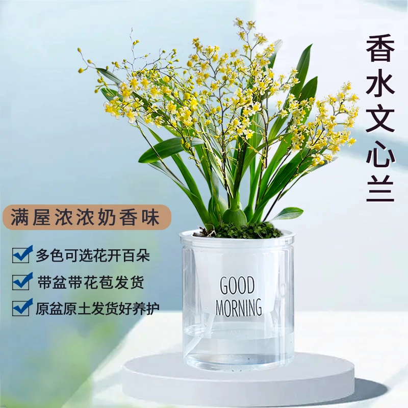 刘阁兰花苗 香水文心兰鹅黄色 浓香现带多花苞带盆室内外花卉盆栽