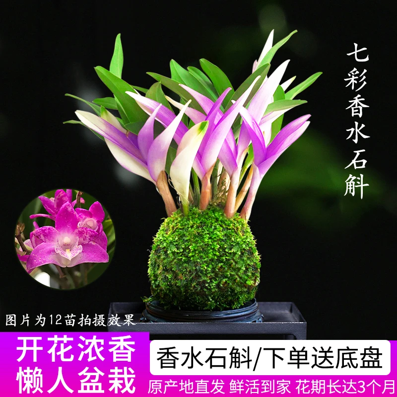 七彩紫叶石斛兰花苗  冬带花苞泼墨紫蝶香水石斛室内外花卉盆栽