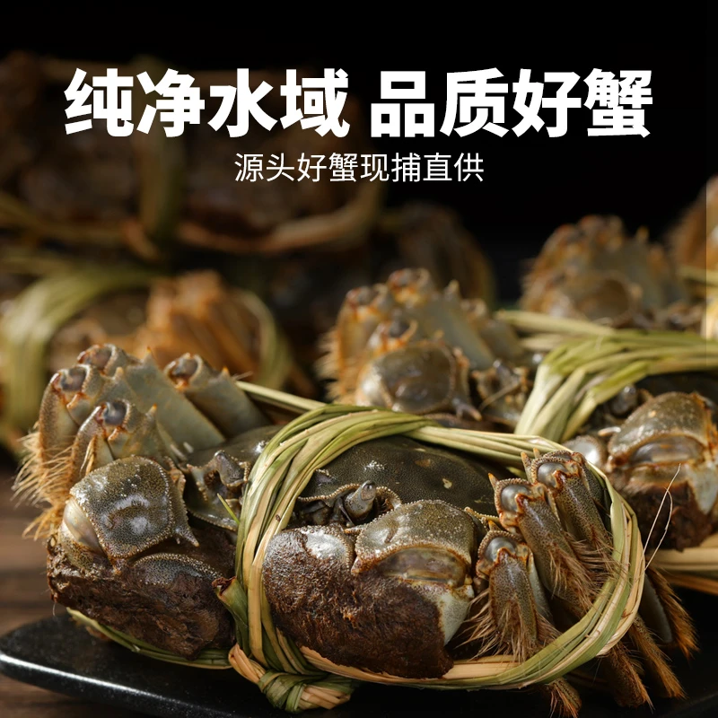 【鲜活兴化大闸蟹】3两母蟹8/10只礼盒装顺丰包邮源头产地直发