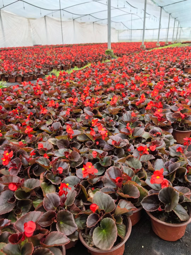 【大小盆组合】海棠花卉阳台庭院耐热开花不断买6盆包邮