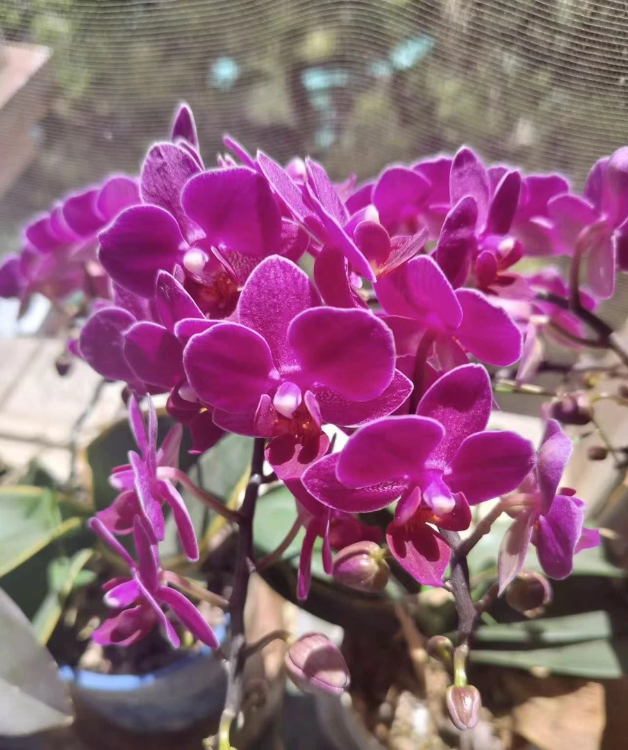 【金叶咖啡】蝴蝶兰3.0加大杯双花剑发花量巨多特别爱长分支