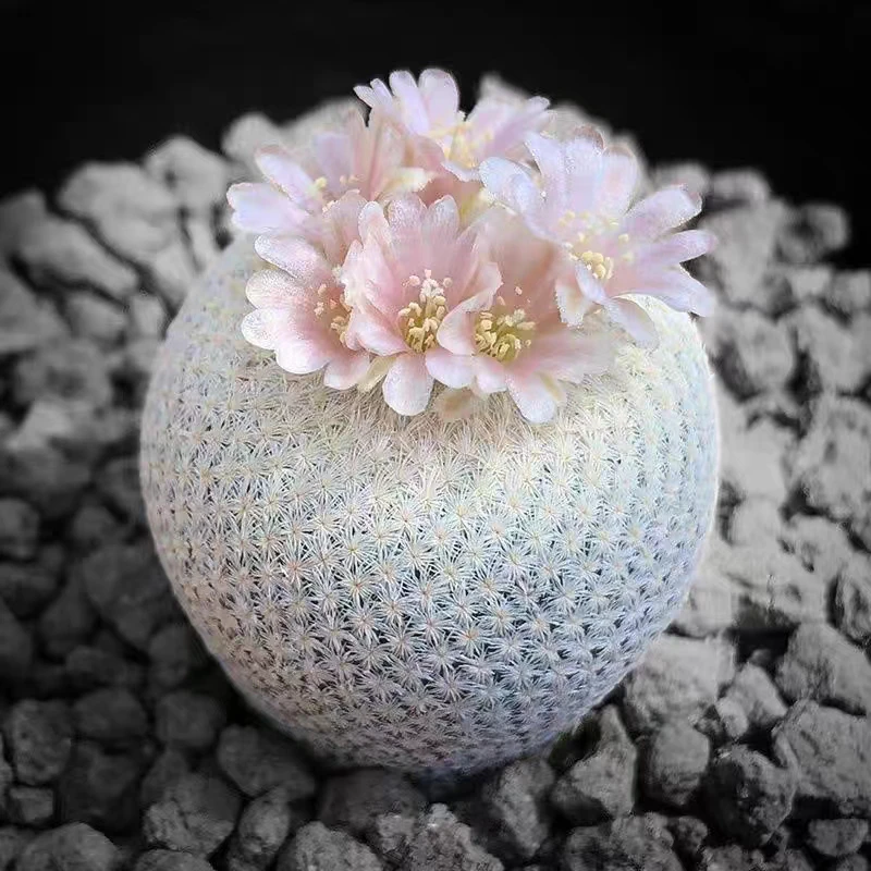 景汐园艺场精品多肉仙人球 一物一拍  满28元包邮 偏远地区除外