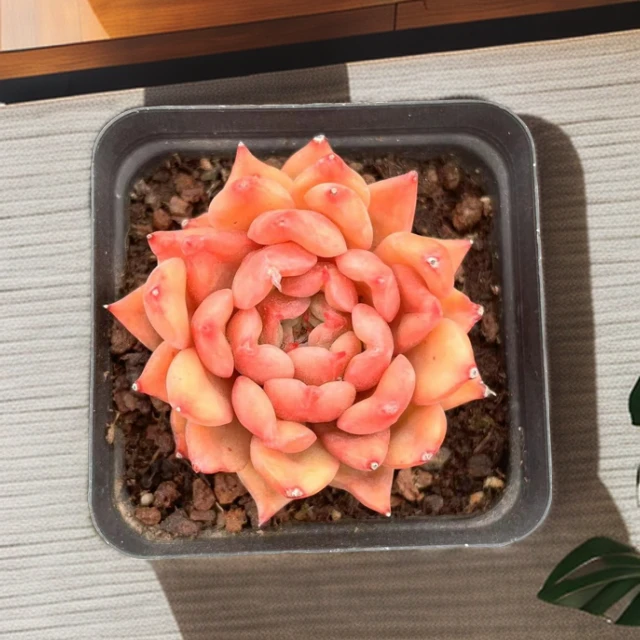 海星【多肉】 【满19.9包邮】