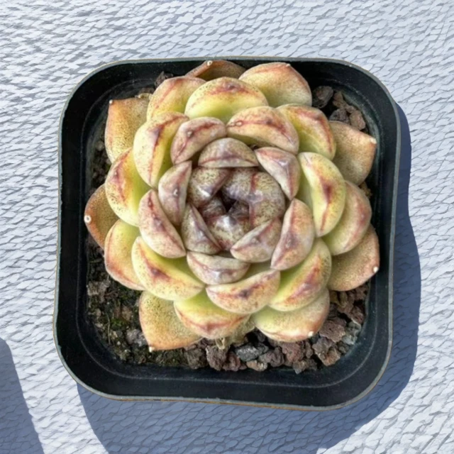 黑暗系列【主播推荐】【满19.9包邮】多肉