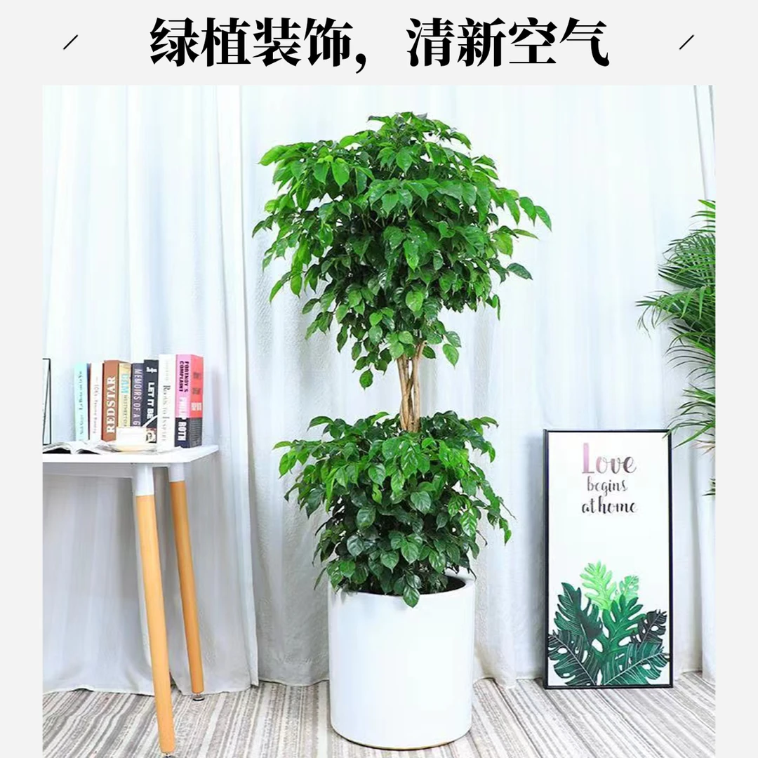双层幸福树.2层大型绿植室内落地摆放四季常青.新手好养