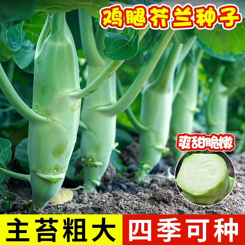 【9.9元鸡腿芥兰种子】 甜脆芥蓝种籽高产四季阳台小院蔬菜种