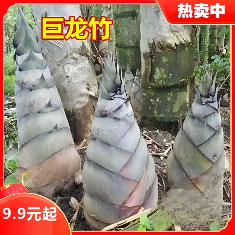 【大型巨龙楠竹种子】食用竹笋种子四季庭院室外种植竹子种子