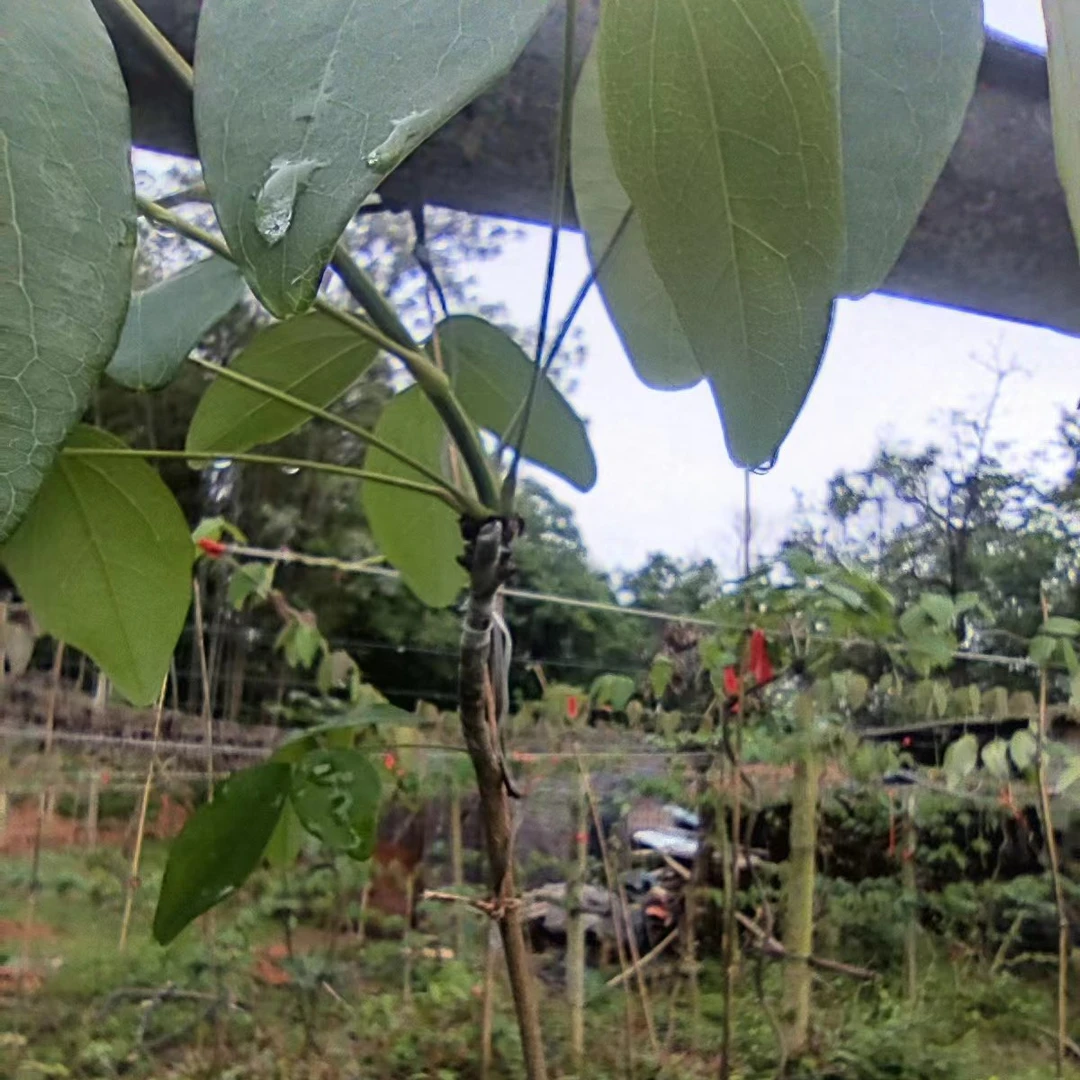 味品鲜莱少籽八月瓜高嫁上架杯苗种植一年可进入准丰产期申通包邮