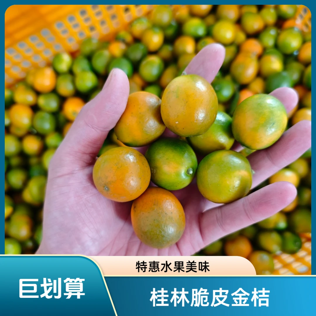 【特惠】广西金桔脆皮金桔1斤3斤纯甜现摘新鲜水果申通  普通包装