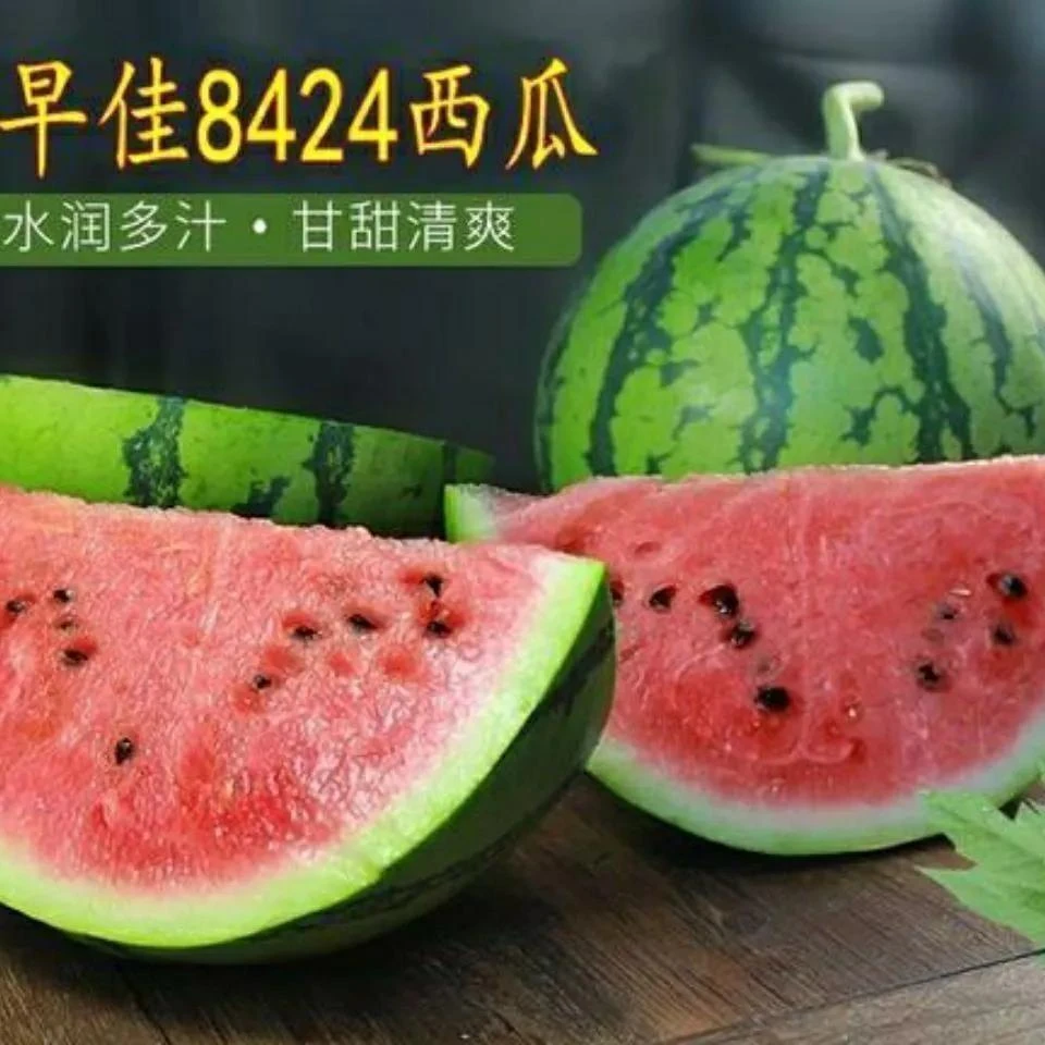 冰糖麒麟西瓜种子甜早熟少籽薄皮西瓜种子四季瓜果种子