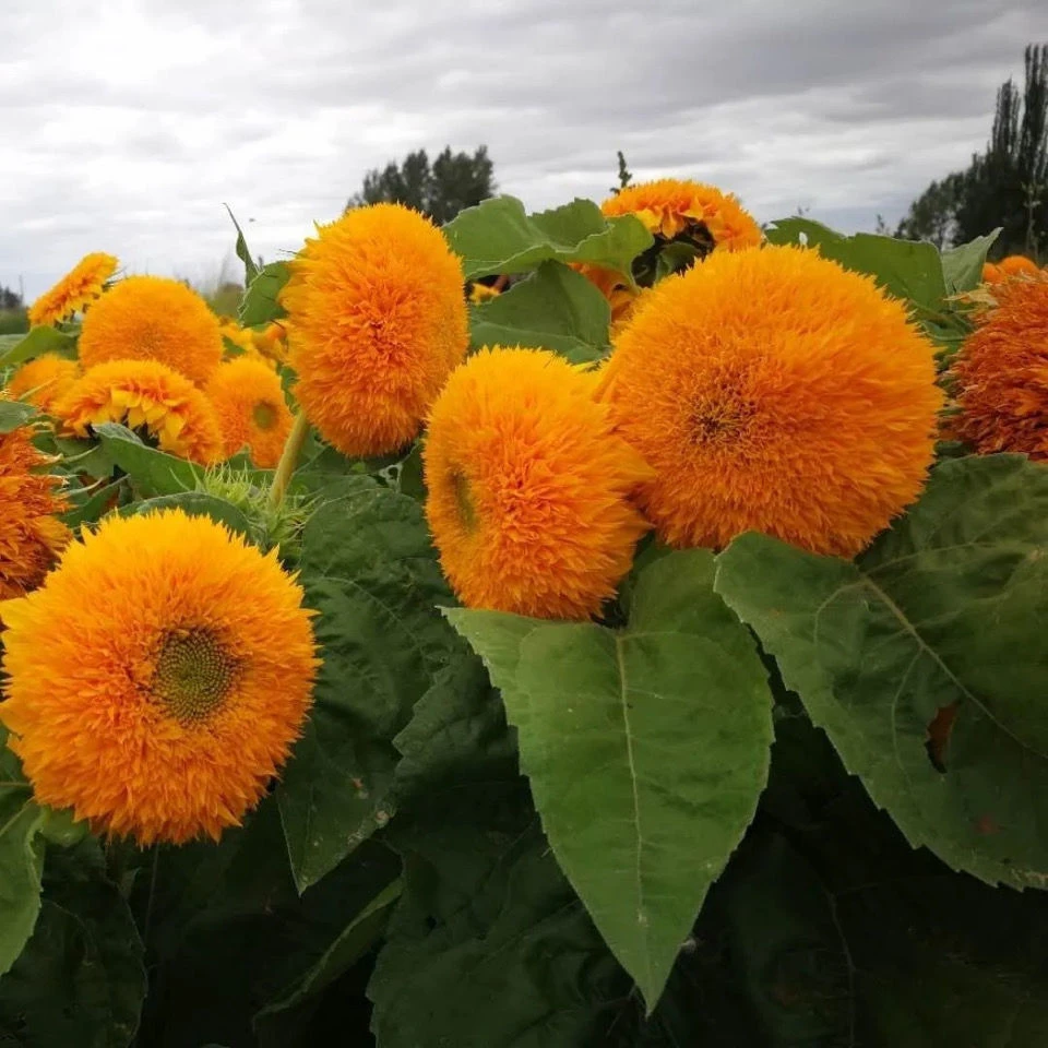 重瓣玩具熊向日葵观赏小型向日葵花耐旱耐热阳台盆栽花卉种籽