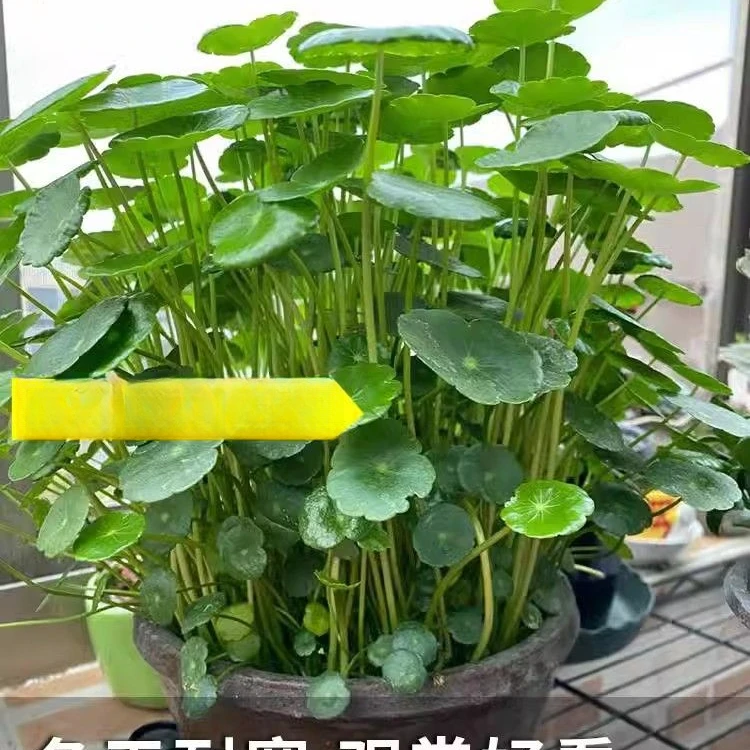 铜钱草草籽大叶子水养种籽四季播种水培植物花卉盆栽室内常绿种子