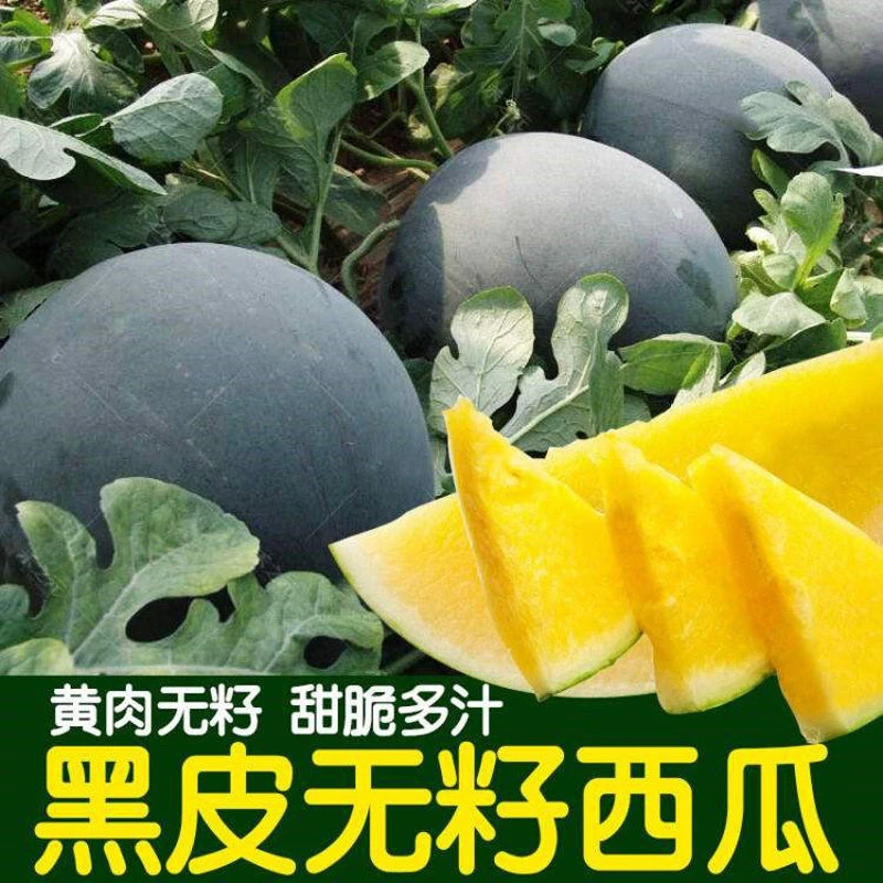 无籽西瓜种子黄肉西瓜无籽黑皮黄瓤春夏季种植水果超甜黄心瓜