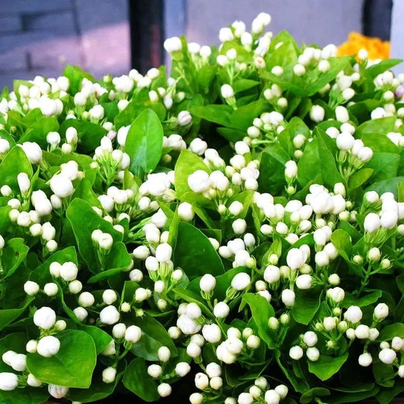 重瓣茉莉花种子四季可播种活阳台植物盆栽庭院室内外植物花籽手工