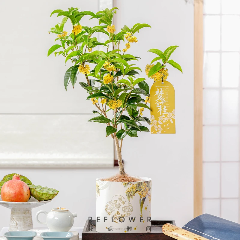 【日常价69.9】花点时间「梦华金桂」桂花盆栽四季桂带盆发室外好养护