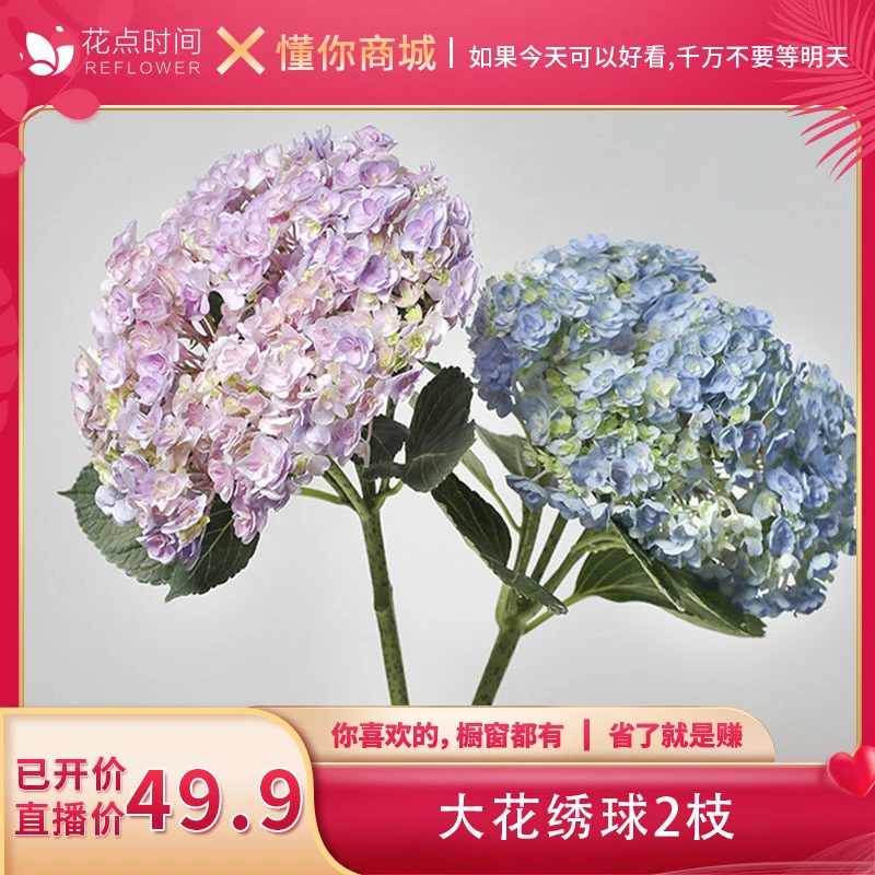【日常价59.9】夏日绣球2枝云南直发鲜花花材七夕鲜花瓶插 花点时间
