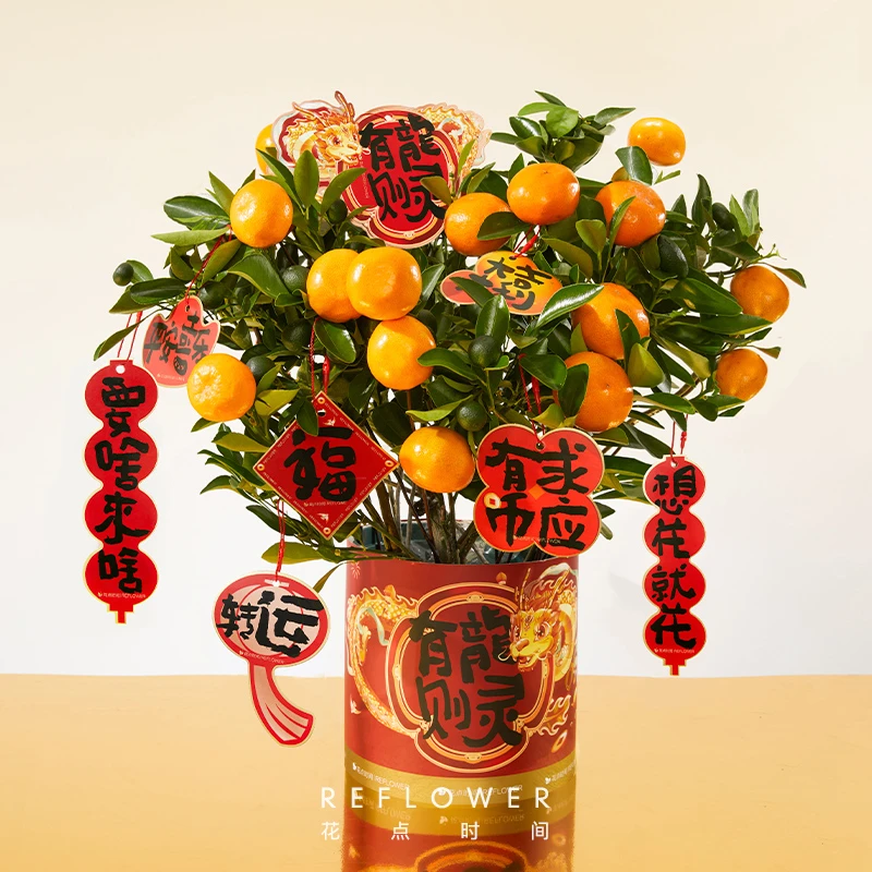 花点时间【万事大桔】2024年宵盆栽金桔花期超长年宵装饰