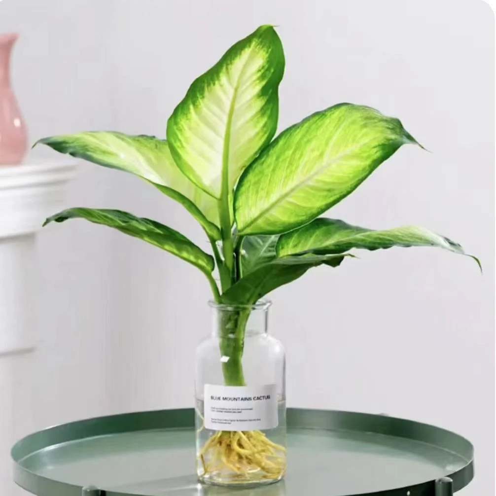 【店铺专享】水培玛丽安1株绿植含广口花瓶绿植小盆栽