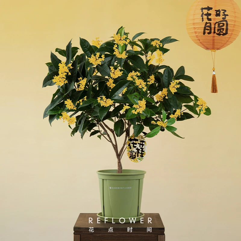 花点时间2023年爆花观赏款桂花树盆栽 宝莲灯型四季桂 发货无花苞