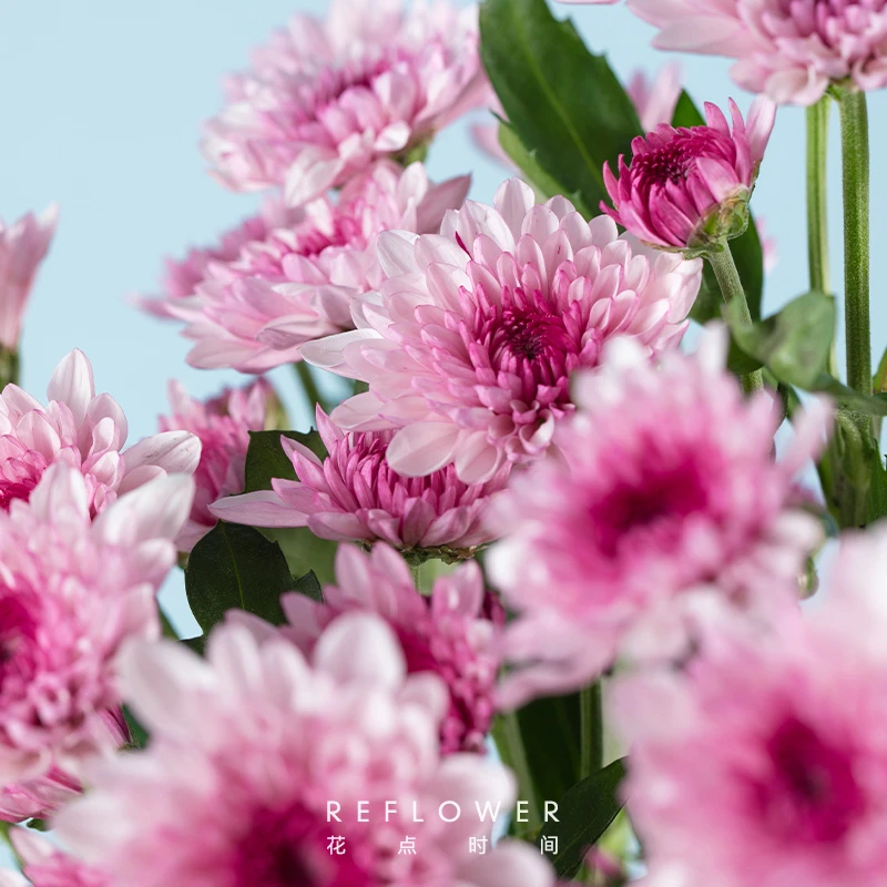 【店铺专享】花点时间粉色系小菊10枝云南直发不可指定