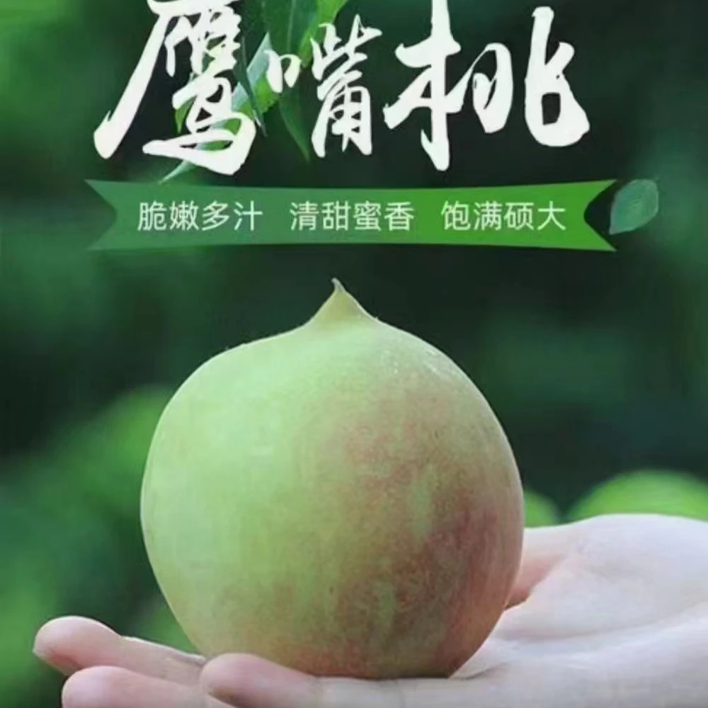 广东省粤北连州鹰嘴桃饱满脆嫩清甜5斤起顺丰包邮