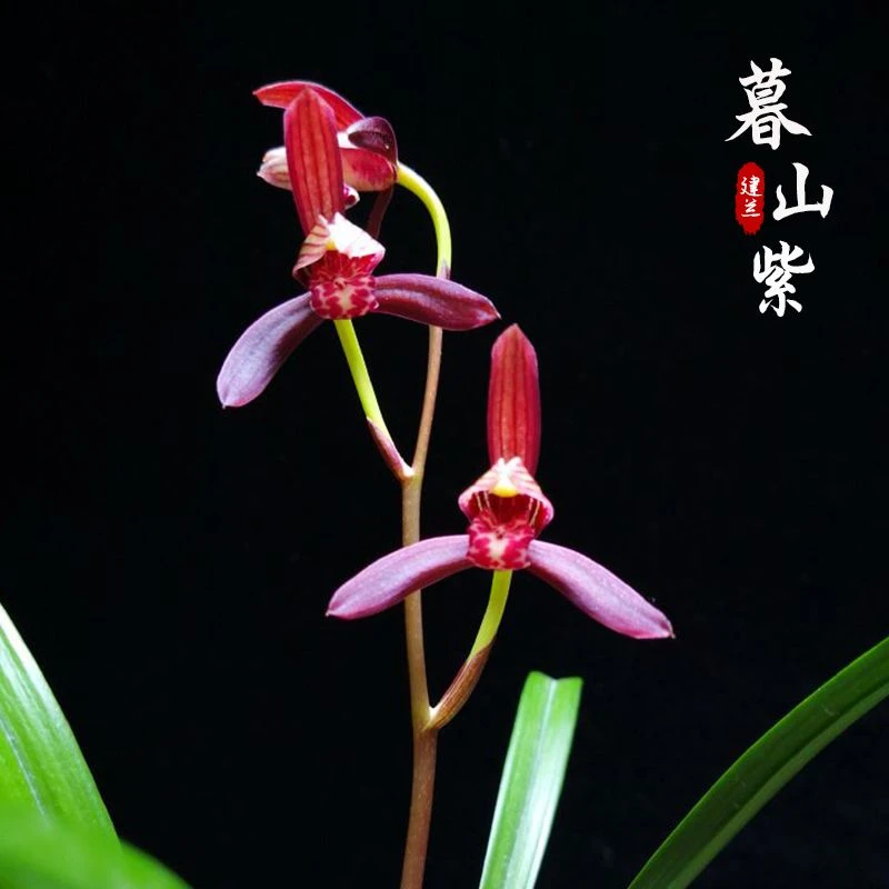 正宗暮山紫 建兰浓香色花名贵高档兰花苗四季开花浓香型盆栽