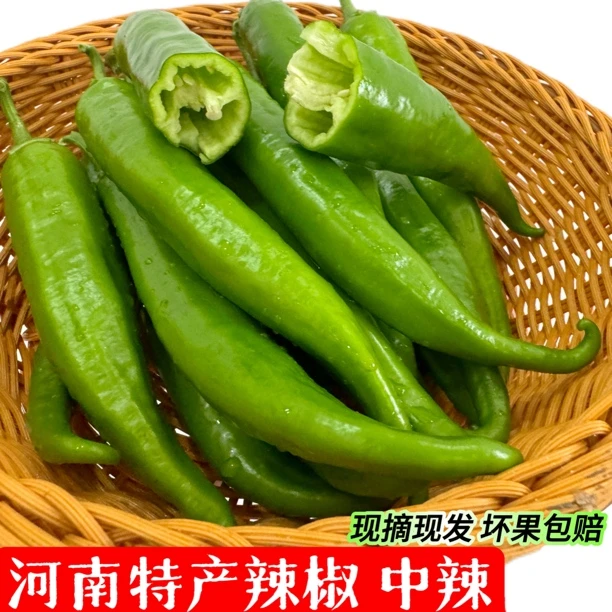 【曹大爷专属】河南现摘现发薄皮尖椒青辣椒中辣新鲜土辣椒羊角辣椒