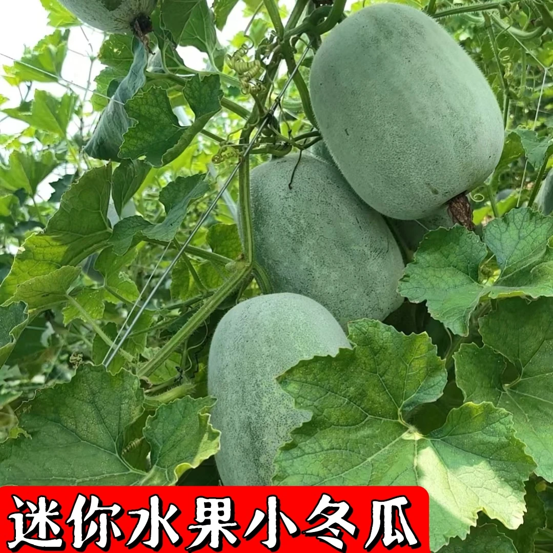 【现摘现发】迷你小冬瓜水果冬瓜白霜可生吃凉拌香冬瓜5/9斤