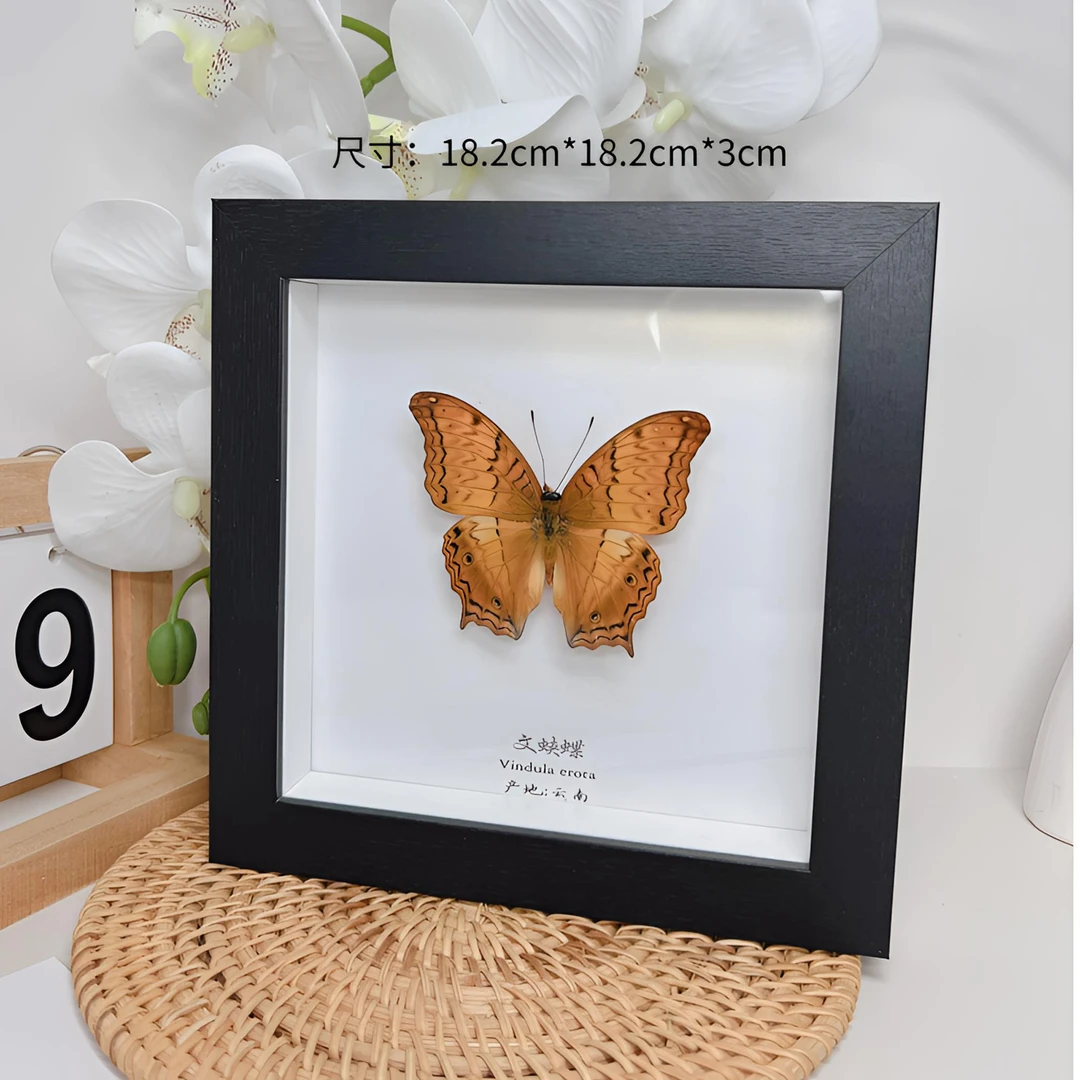 国产相框蝴蝶标本