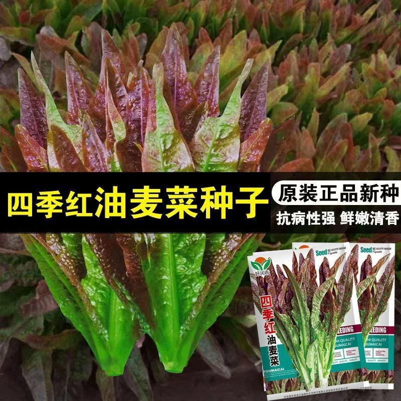红色油麦菜种子红尖叶甜麦菜四季播种紫柳叶清香种籽速生蔬菜种子