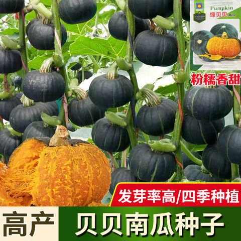 【买1包送1包绿贝贝南瓜种子】高产绿贝贝糯香甜四季种植蔬菜种子
