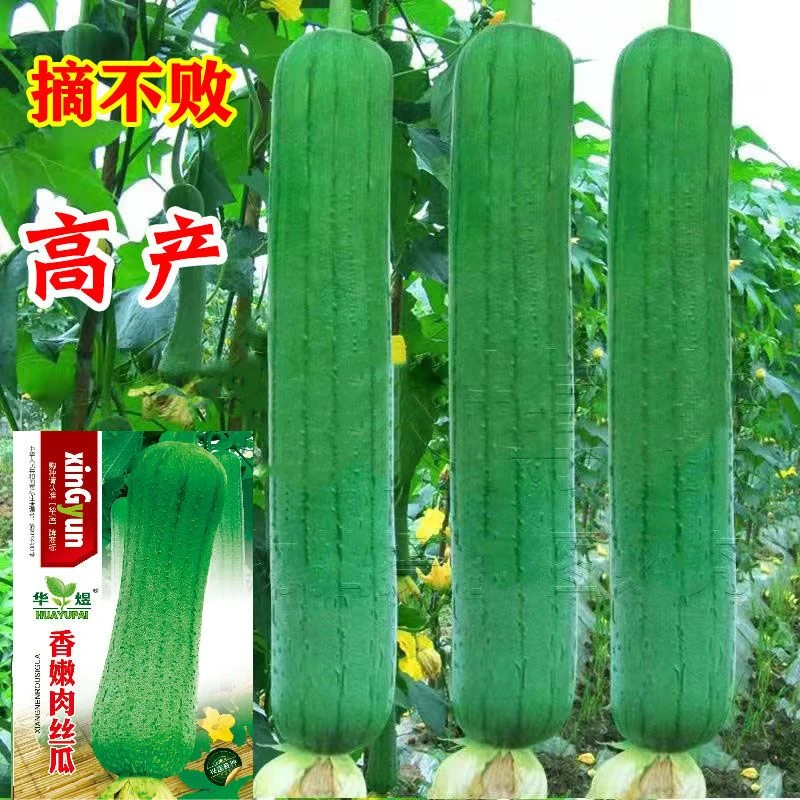 【长不停】肉丝瓜种子春夏秋季长香丝瓜种籽农家庭院爬藤蔬菜种孑