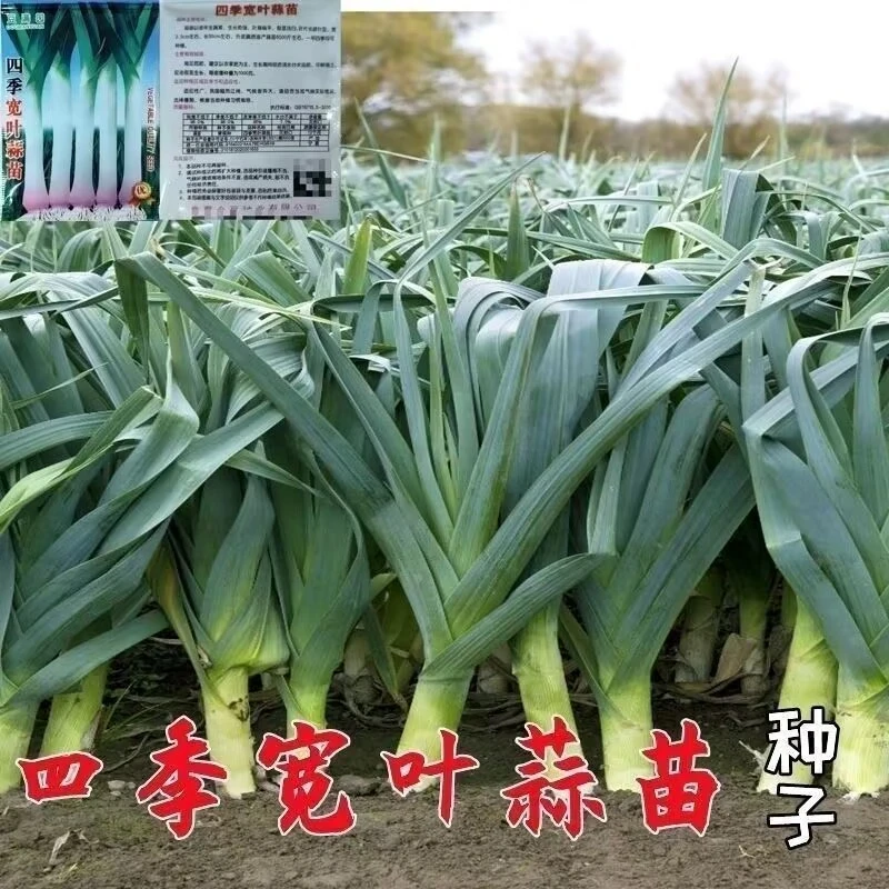 四季宽叶蒜苗种子一年四季三茬连续采收红皮蒜苗籽盆栽庭院蔬菜籽