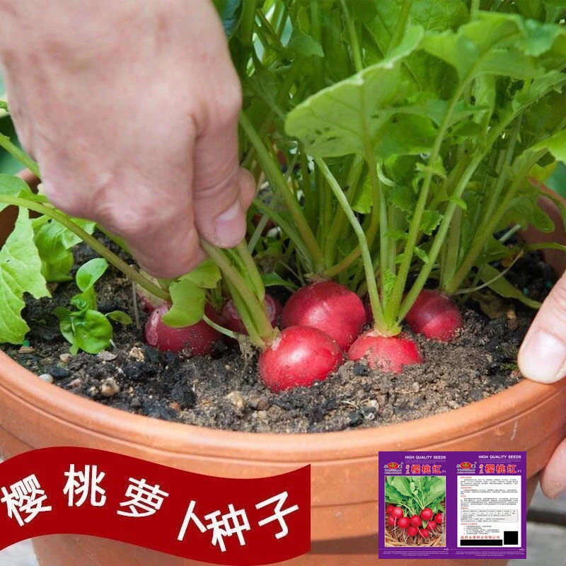 【买1包送1包樱桃萝卜种子】种植室内阳台盆栽四季易种萝卜蔬菜种子