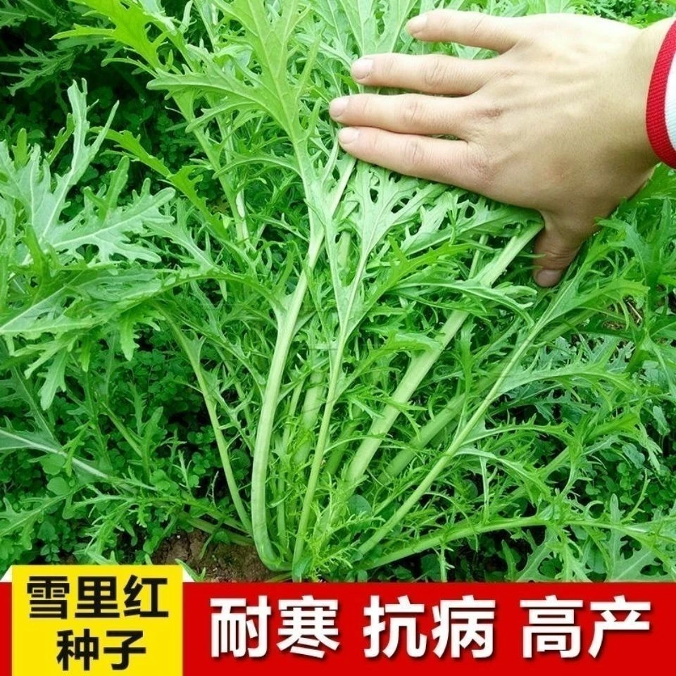 【买1包送1包雪里红种子】四季细叶雪菜雪里红农家高产咸菜蔬菜种子