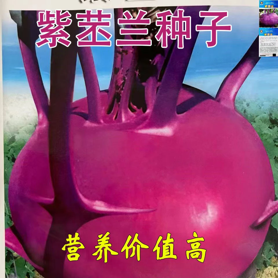 水果苤蓝种子紫苤兰球茎苤菜天津青苤蓝大头菜薄皮生吃脆嫩芥兰头