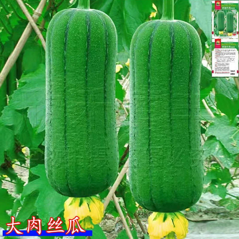 香嫩肉丝瓜种子肉嫩老品种甜嫩高产庭院盆栽家庭四季种植丝瓜种子