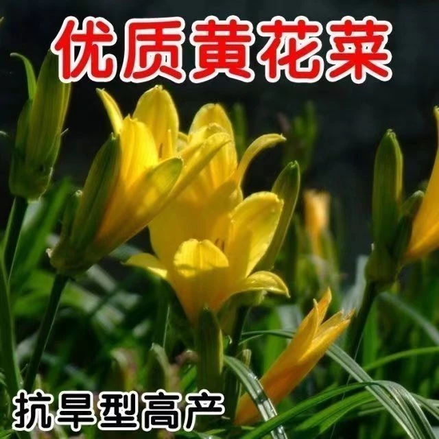 食用黄花菜种子一年四季播野菜种籽南方金针菜养生补脑菜蔬菜种子