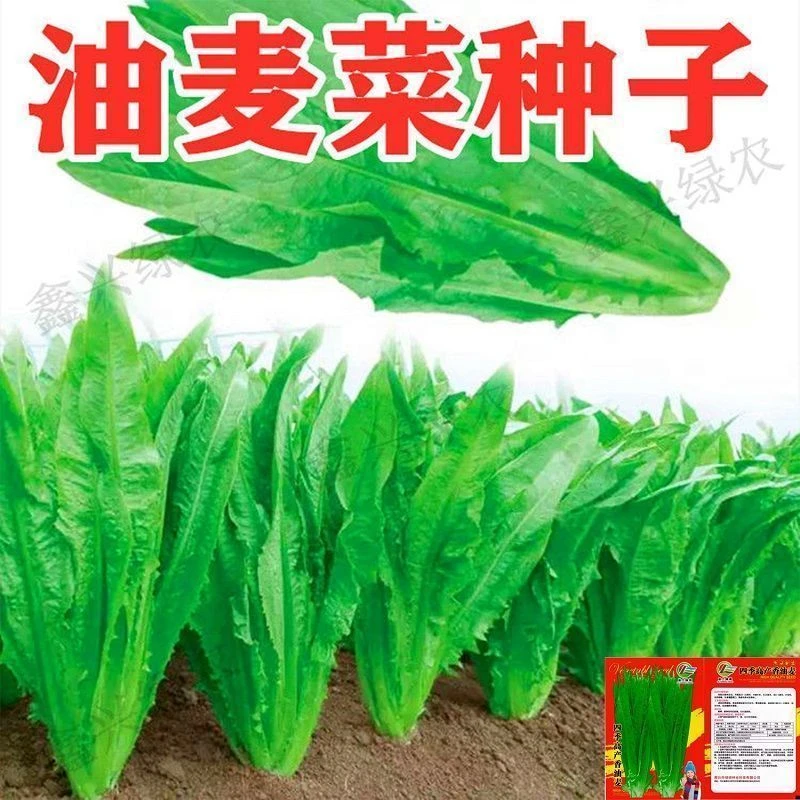 【买1包送1包油麦菜种子】无斑油播种盆栽庭院阳台家庭蔬菜种子