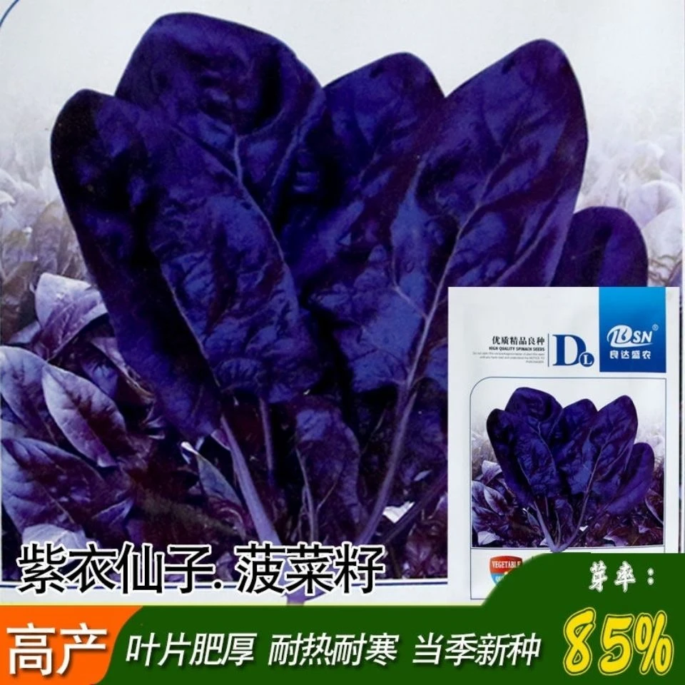 【菠菜种子】紫衣仙子特色菠菜种子 大圆叶菠菜种子四季阳台播种