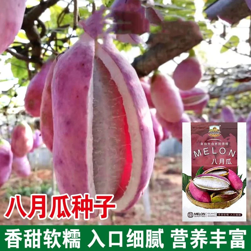 野生八月瓜种子特色紫果八月瓜树庭院爬藤植物食用水果八月炸种籽