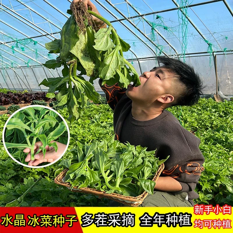 水晶冰菜种子种籽四季苗秧蔬菜种子春秋阳台盆栽种孑蔬菜菜籽冰草
