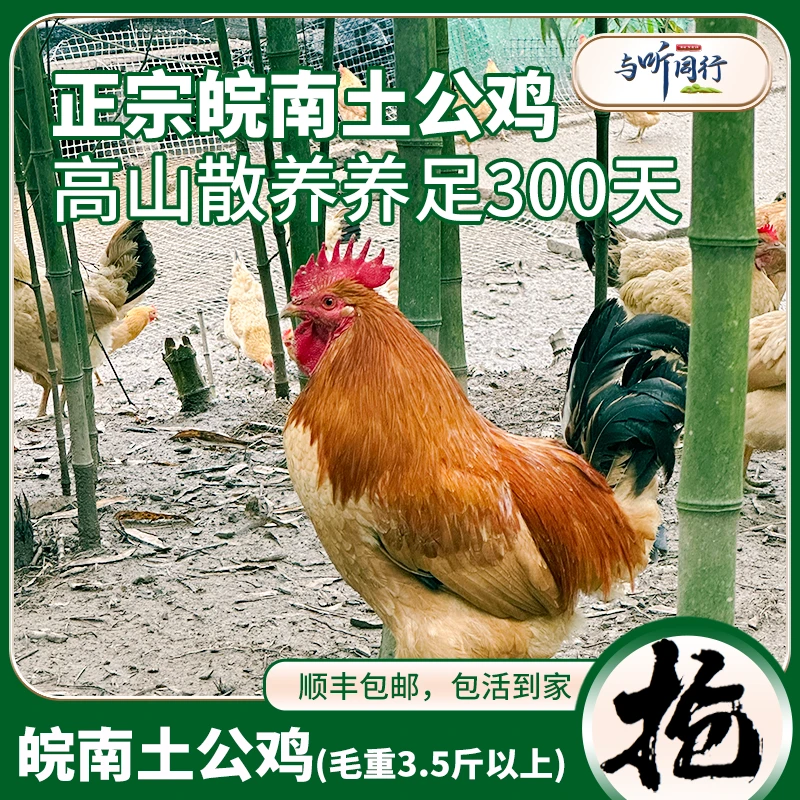 【活鸡】【养足300天老公鸡】与听同行原生态高山散养皖南老公鸡