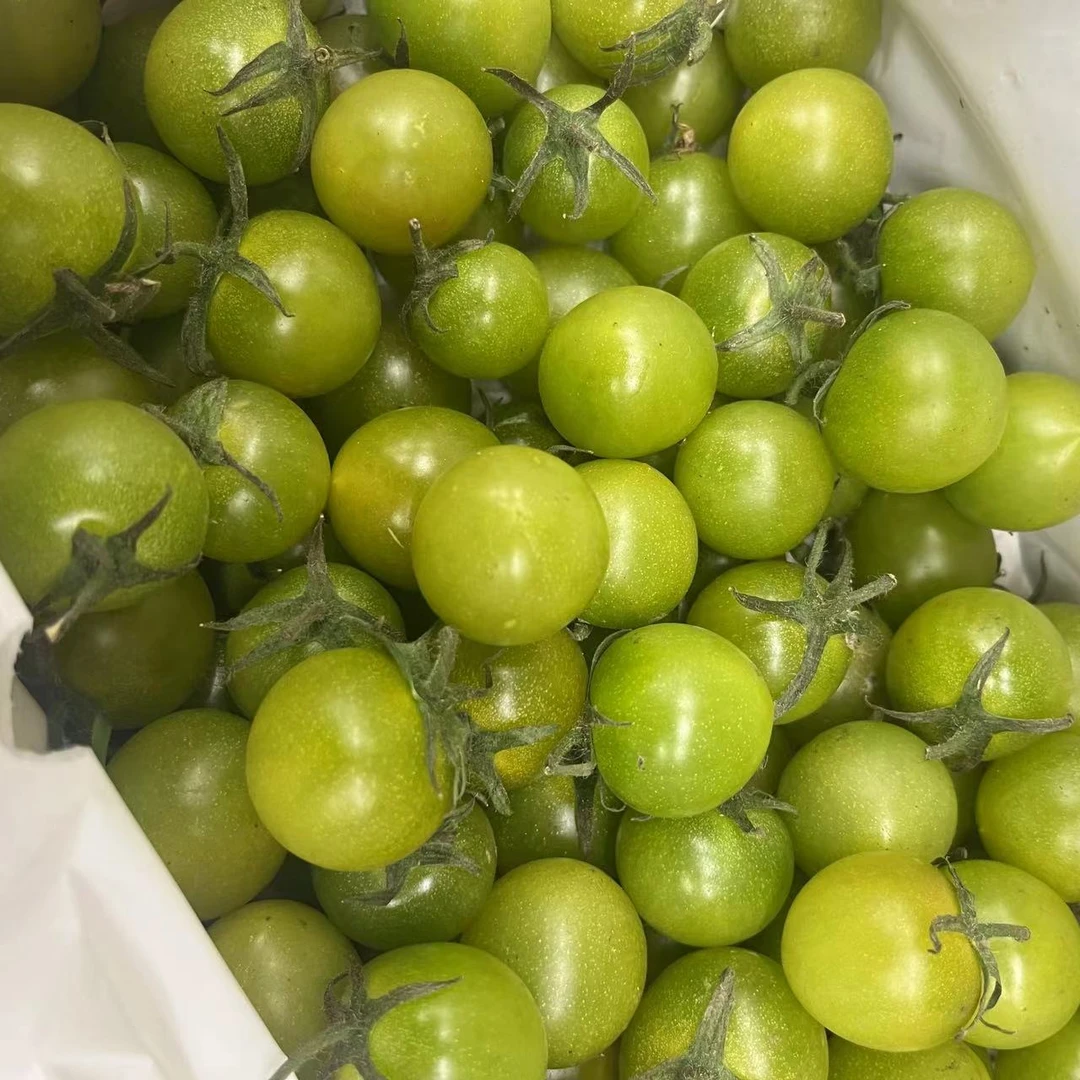 果小福  小番茄  柿子一箱2.5斤