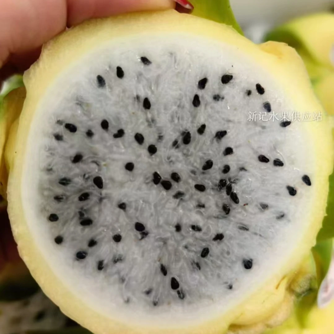 广西黄晶火龙果黄心火龙果