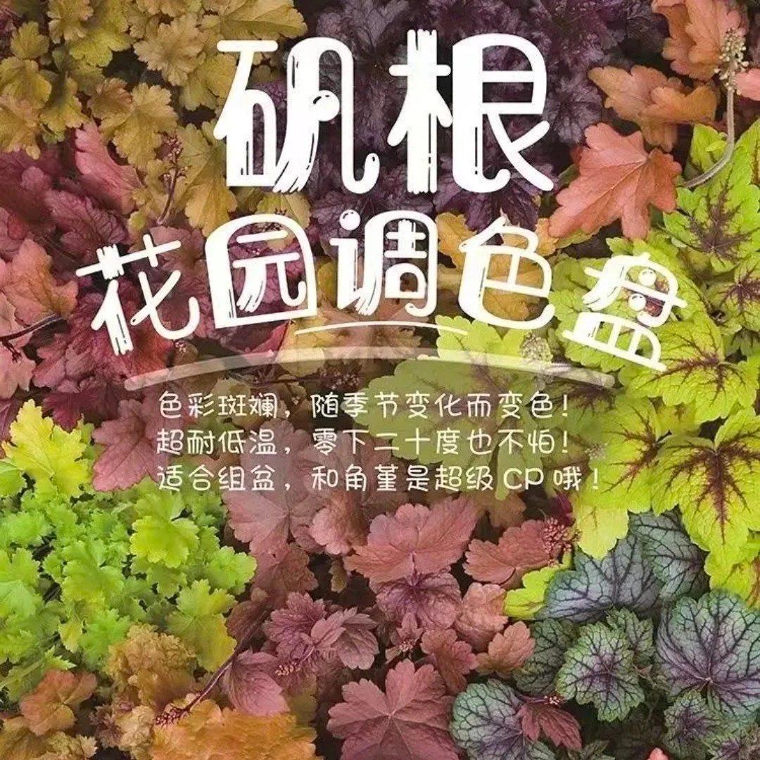 矾根绿植盆栽绿化花卉苗凡根组合多色四季观叶庭院耐阴耐寒花园