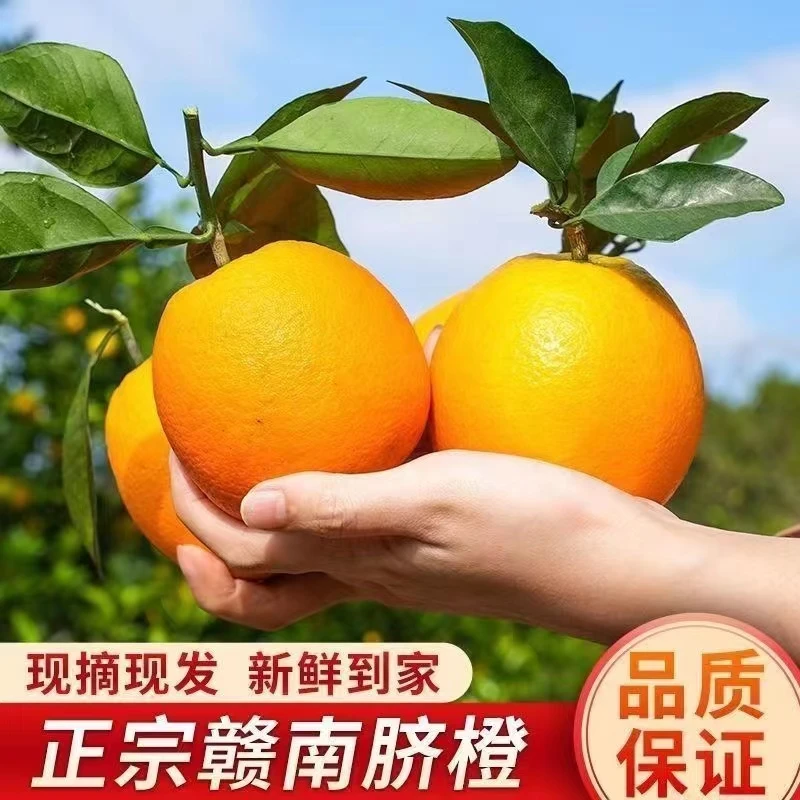 江西【新店上市】赣南新鲜脐橙橙子水果果冻橙榨汁专用斤冰糖甜应