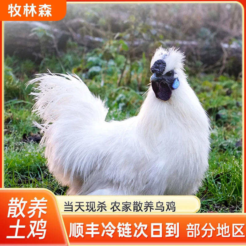 农家散养乌鸡2只 单只净重2.3-2.5斤左右 无内脏 现杀